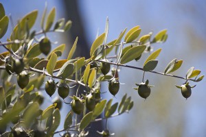 Jojoba-pensaasta tehty öljy kosteuttaa, pehmentää ja ravitsee ihoa (Kuva: Ken Bosma CC BY 2.0)